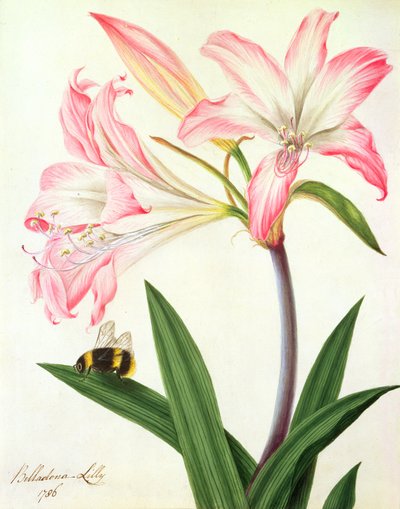 Lilium Belladonna et abeille, 1786 - Matilda Conyers